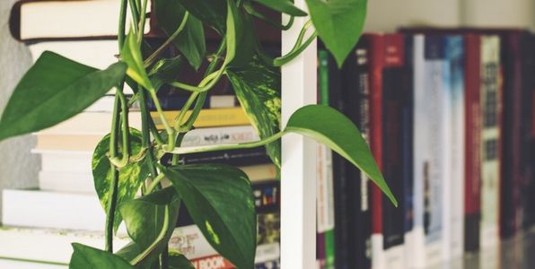 The Case for Mixing Plants and Business