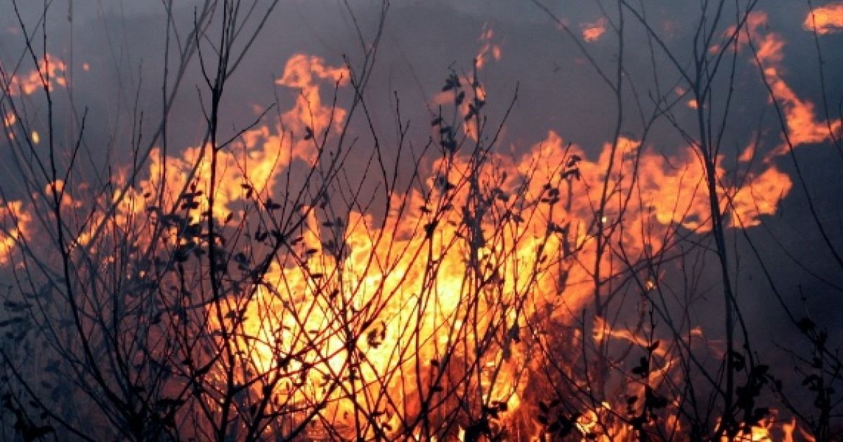 Protecting Your Health After a Wildfire or Natural Disaster