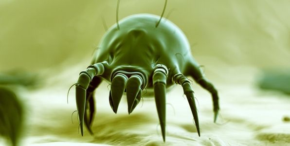 What Are Dust Mites?