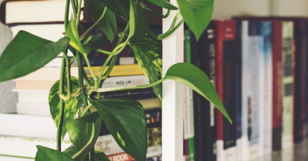 The Case for Mixing Plants and Business