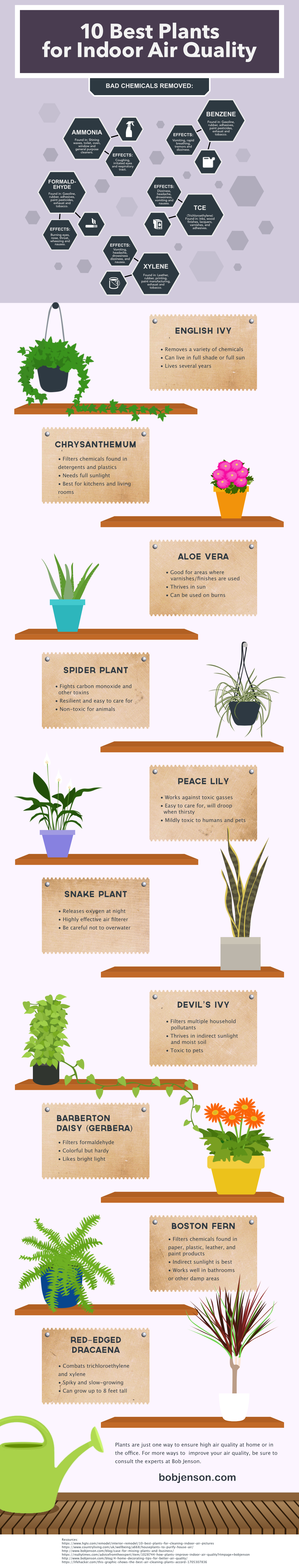 10 best plants for air quality 1